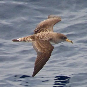 Cory's Shearwater - Calonectris diomedea © John Muddeman